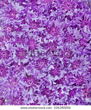 Beautiful spring flowers violet cornflower on background. Violet flowers pattern