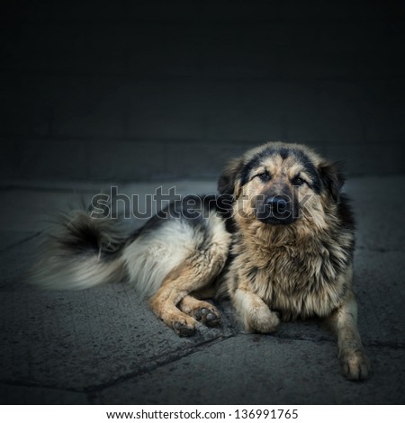 Homeless stray dog laying at urban road