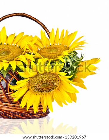 sunflowers in basket isolated on white background