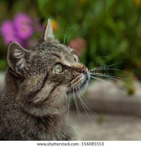 Cat outside with a Fall color background. Tight depth of field, highlighting the cat\'s eyes and nose area.