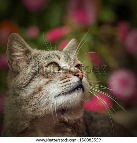 Cat outside with a Fall color background. Tight depth of field, highlighting the cat\'s eyes and nose area.