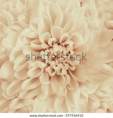 Chrysanthemum flower, abstract backgrounds. Macro