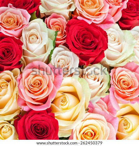 Bright multicolored bouquet of roses. Natural  flowers background