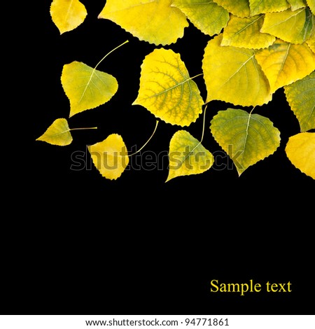 yellow autumn maple leafs isolated on a black
