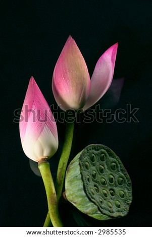 lotus flower on the black background