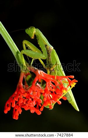 Bộ sưu tập Côn trùng - Page 5 Stock-photo-praying-mantis-with-red-flowers-background-mantis-religiosa-7427884