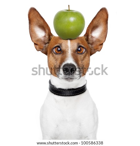 crazy dog with big lazy eyes and an apple