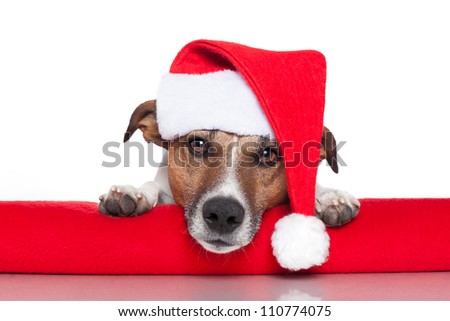 christmas dog santa baby red hat christmas dog santa baby red hat