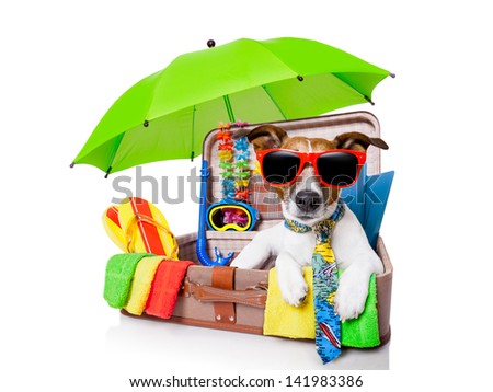 summer vacation dog in bag full of holiday items summer vacation dog in bag full of holiday items