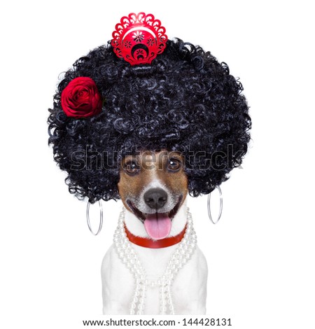 spanish flamenco dog with very big curly hair and big smile
