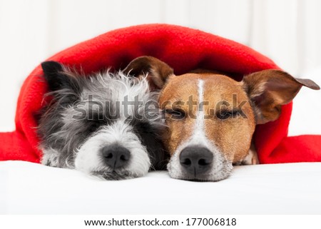 Couple Of Loving Dogs In Bed Close Together