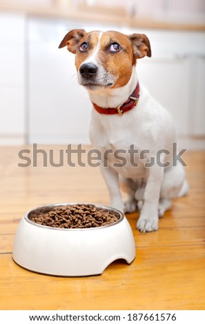hungry  dog waiting to eat out of  his big white bowl