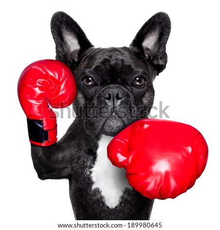 french bulldog boxing dog with big red gloves french bulldog boxing dog with big red gloves