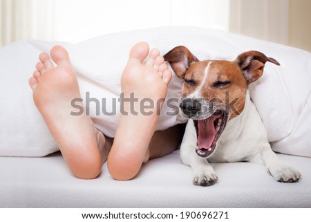yawning dog in bed with owner under white bed sheet