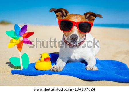 dog plays with sunglasses at the beach on summer vacation holidays