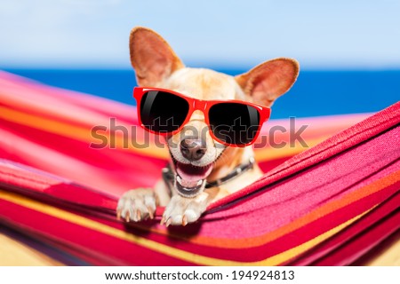 dog relaxing on a fancy red hammock with sunglasses
