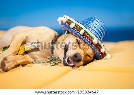 drunk chihuahua dog having a siesta and hangover with beer bottle