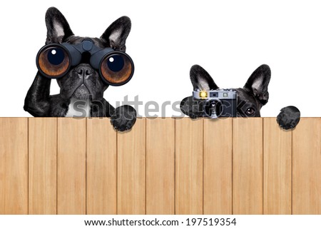 father and son dogs spying behind wood fence with camera and binoculars