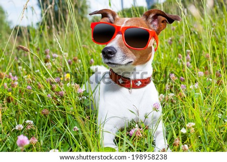 dog in green grass  looking so cool