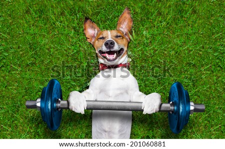 super strong dog lifting  big blue dumbbell bar