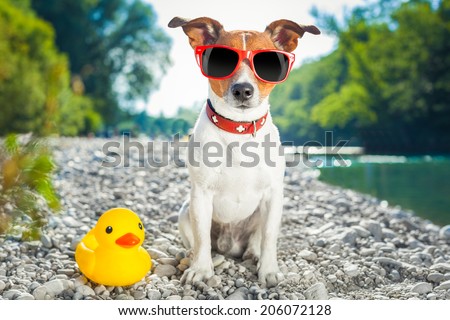 dog with sunglasses at the beach with yellow plastic duck