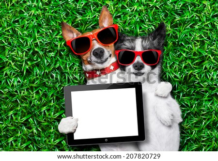 couple of dogs in love very close together lying on grass holding a blank and empty tablet pc or touchpad as a banner
