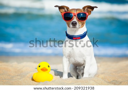 dog sitting with plastic rubber duck at the beach with ocean  as background
