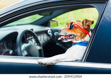 dog leaning out the car window with funny sunglasses
