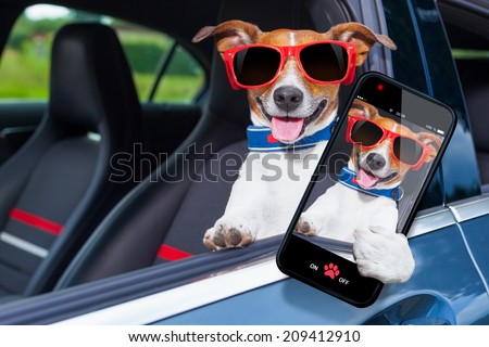 dog leaning out the car window making a selfie for the family