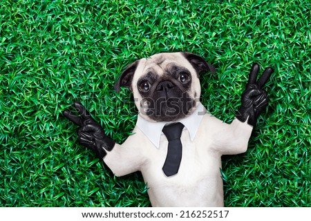 pug dog in tuxedo or suit with tie resting on grass or meadow in the park with victory or peace fingers