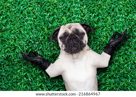 cool pug dog holding a blank placard or blackboard on the grass or meadow in the park wearing fancy sunglasses