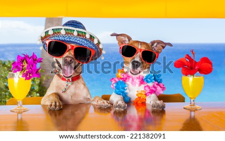 two funny dogs drinking cocktails at the bar in a  beach club party with ocean view