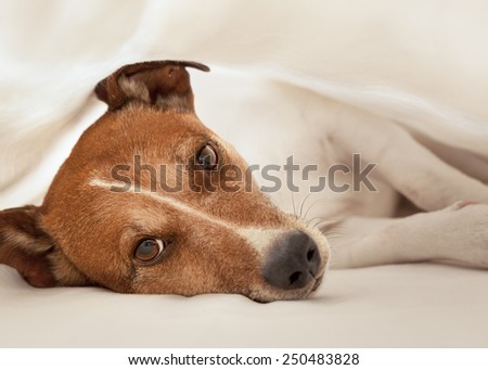 jack russell terrier dog under the blanket or sheets in bed , having a siesta and relaxing