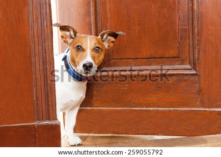 jack russell terrier dog at the door at home watching the house