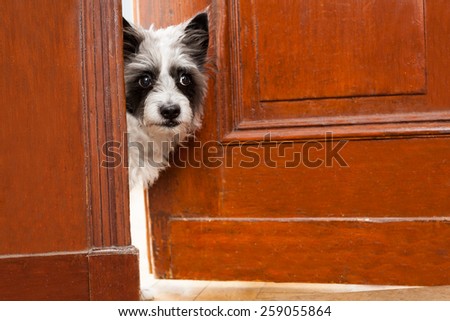 Terrier dog at the door at home watching the house from behind
