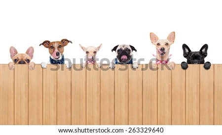 row of dogs as a group or team , all hungry and tongue sticking out , behind a wall of wood , isolated on white background