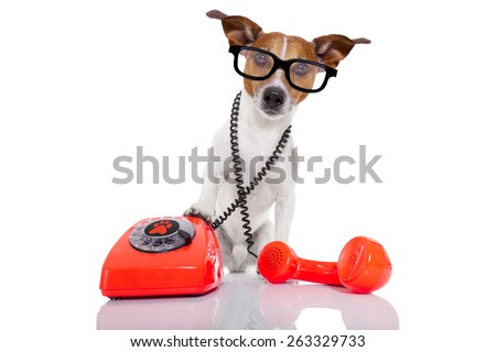 jack russell dog with glasses as secretary or operator with red old  dial telephone or retro classic phone