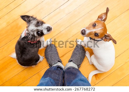 two dogs begging  looking up to owner begging  for walk and play ,on the floor inside their home