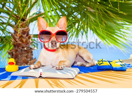 chihuahua dog reading a book and relaxing under the palm at the beach , enjoying the summer vacation holidays