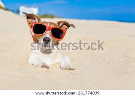 jack russell dog  buried in the sand at the beach on summer vacation holidays ,  wearing red sunglasses