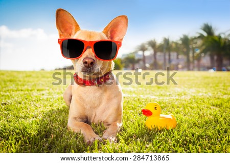 chihuahua dog  relaxing and resting , lying on grass or meadow at city park on summer vacation holidays