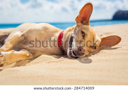 chihuahua dog  relaxing and resting , lying on the sand at the beach on summer vacation holidays, ocean shore behind