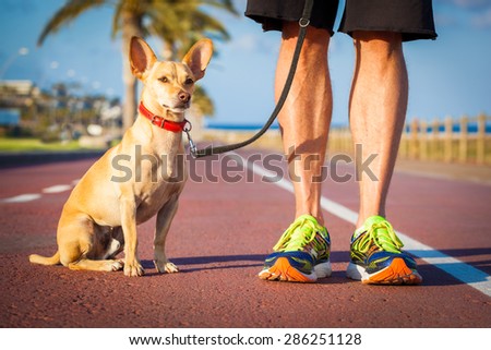 chihuahua dog close together to owner walking with leash outside at the park as friends, dog looking what is happening around