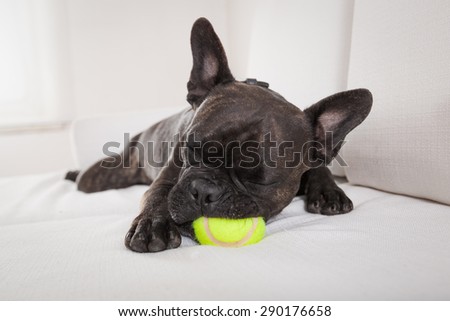 french bulldog dog exhausted and tired after  a play with ball or toy , sleeping ,having a relaxing siesta in living room