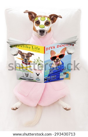 jack russell dog relaxing  and lying, in   spa wellness center ,getting a facial treatment with  moisturizing cream mask and cucumber, while  reading a magazine or newspaper