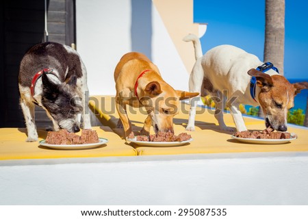 owner feeding a row of dogs with food bowls or plates, outside and outdoors, all at the same time