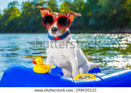 jack russell dog sitting on an inflatable  mattress in water by the  sea, river or lake in summer holiday vacation , rubber toy included