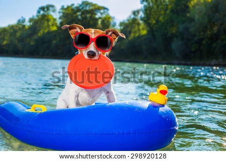 jack russell dog sitting on an inflatable  mattress in water by the  sea, river or lake in summer holiday vacation , rubber  toy included