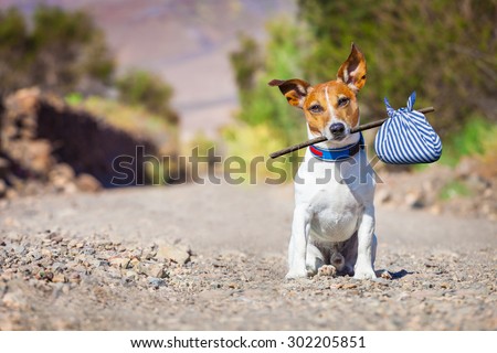 jack russell dog abandoned and left all alone on the road or street, with luggage bag  , begging to come home to owners,