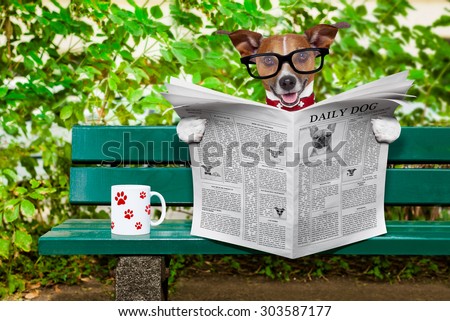 jack russell  dog reading a newspaper or magazine sitting on a bank at the park, relaxing and having a cup of tea or coffee